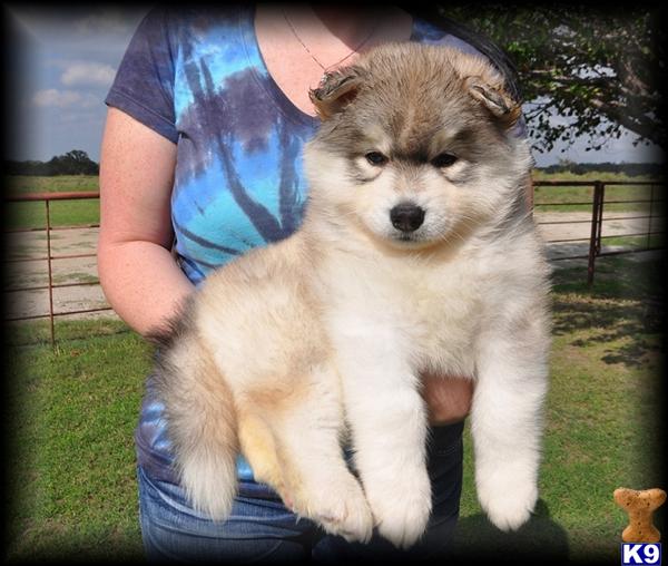 siberian husky puppy posted by Beverly McHargue